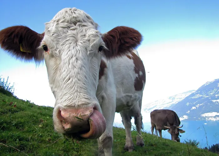 Moench In See- Und Bergnaehe, Modern, Mit Balkon, 4 Gaeste Appartement *