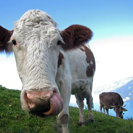 Moench In See- Und Bergnaehe, Modern, Mit Balkon, 4 Gaeste Apartament *